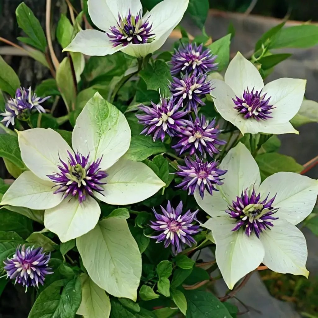 Clematis florida