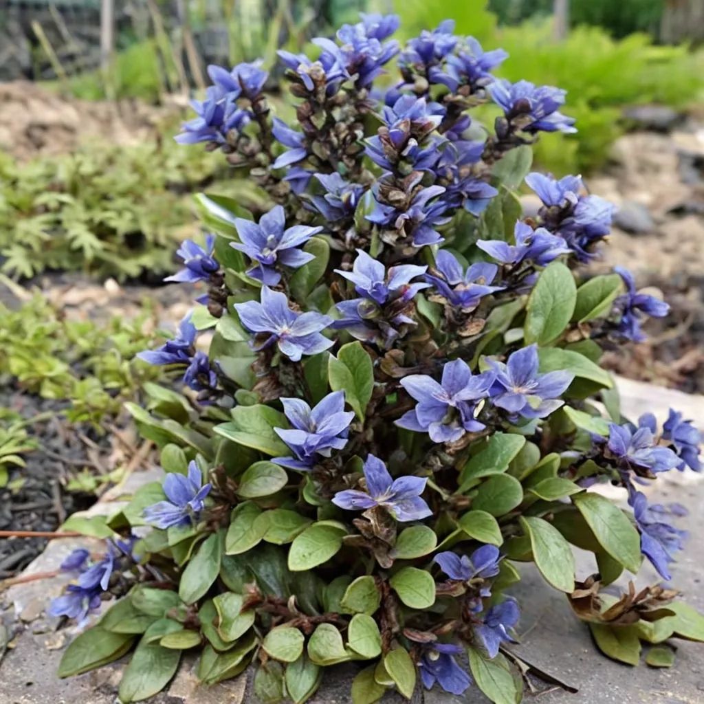 Ajuga tenorei 'Valfredda'