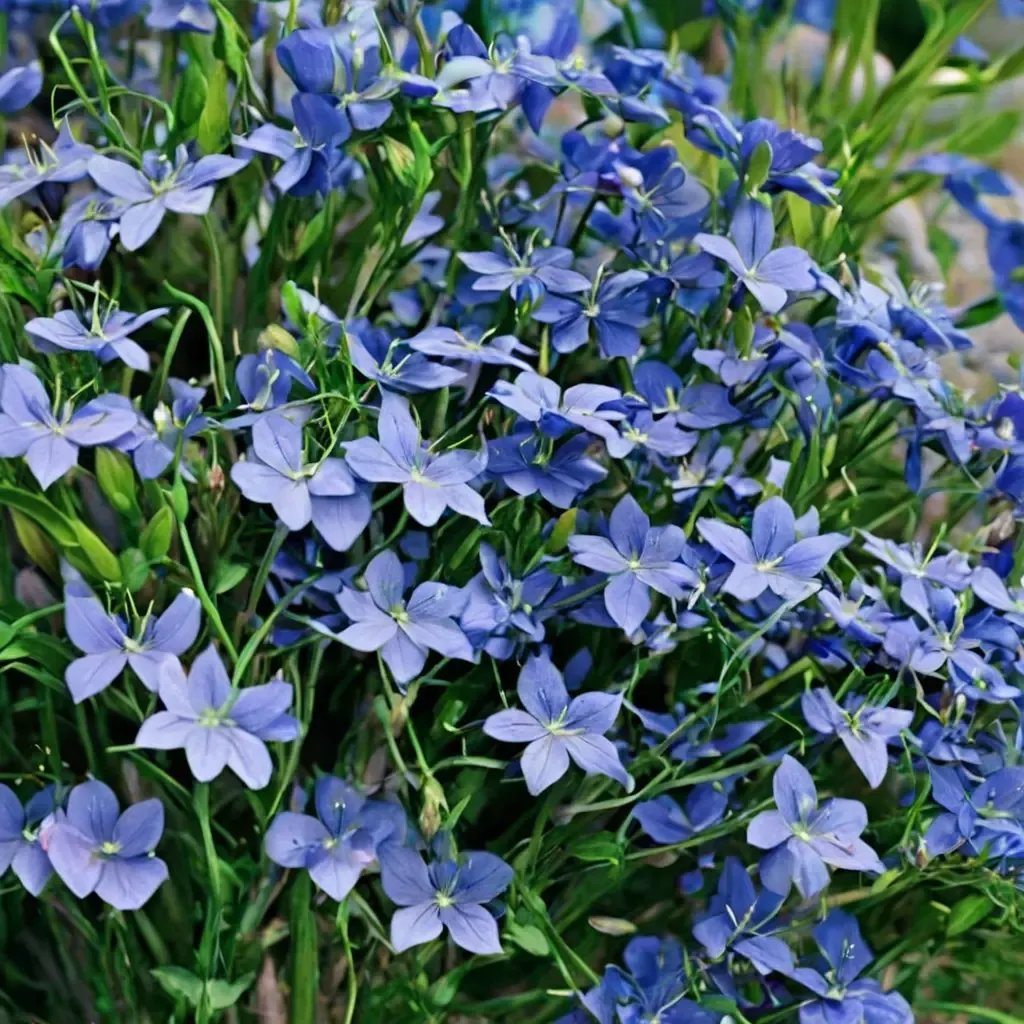 Lobelia erinus 'Fountain Blue'
