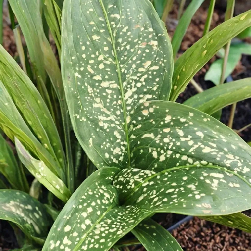 Aspidistra sichuanensis 'Yellow Hammer'