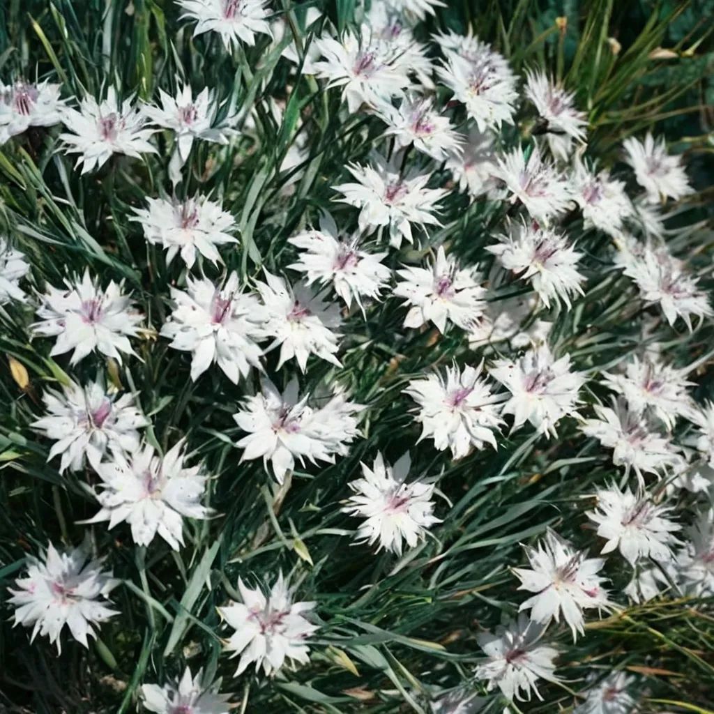 Dianthus x hybrida 'Greystone'