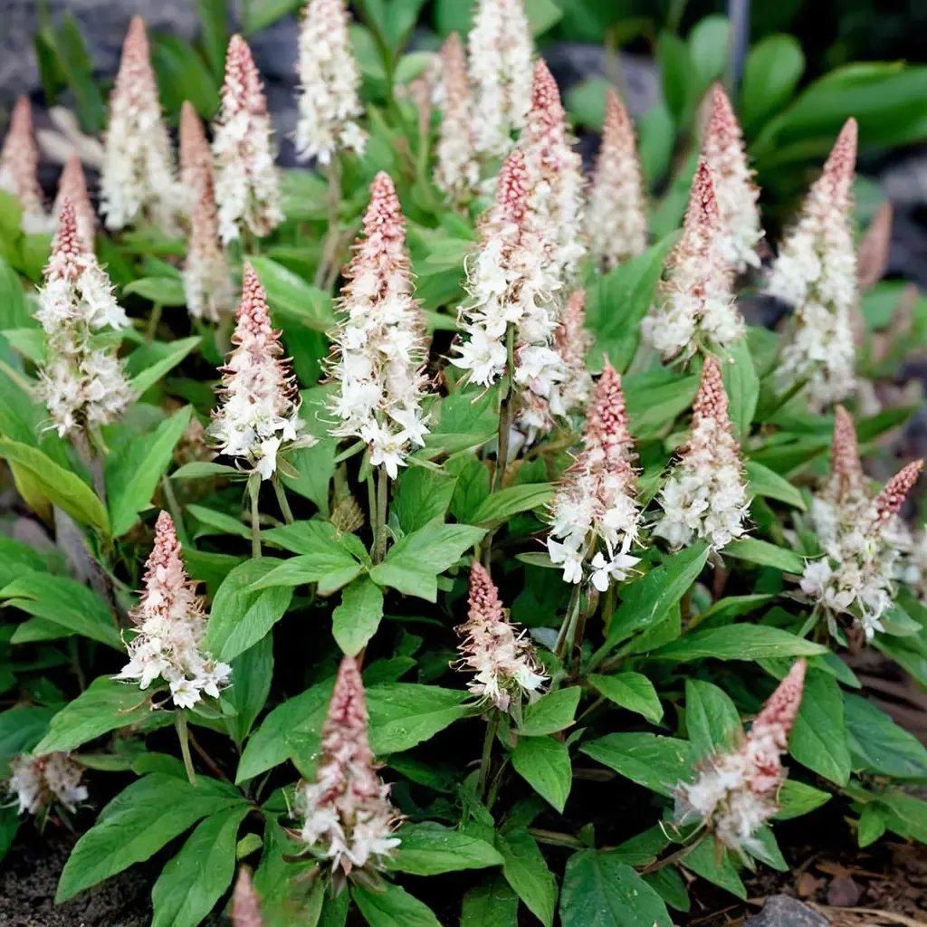 Tiarella cordifolia 'Pink Skyrocket'