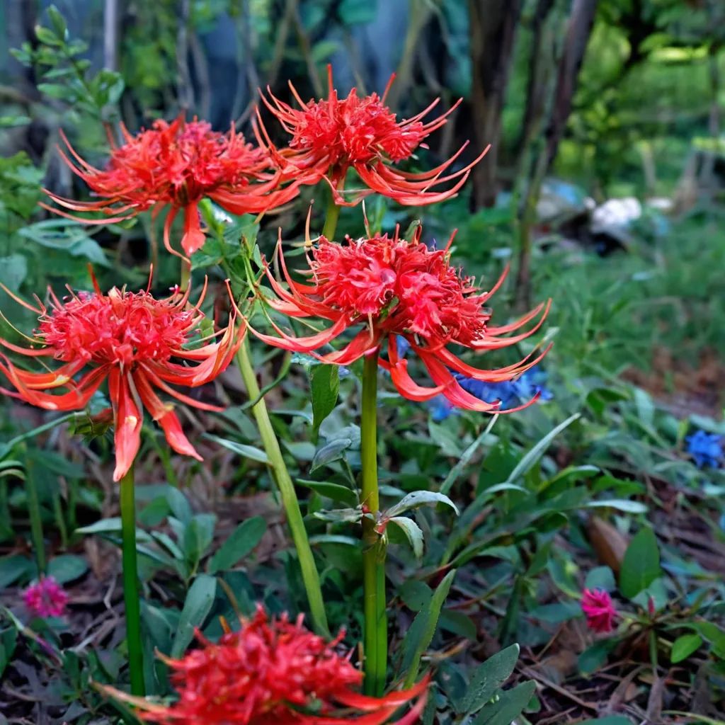 Lycoris radiata