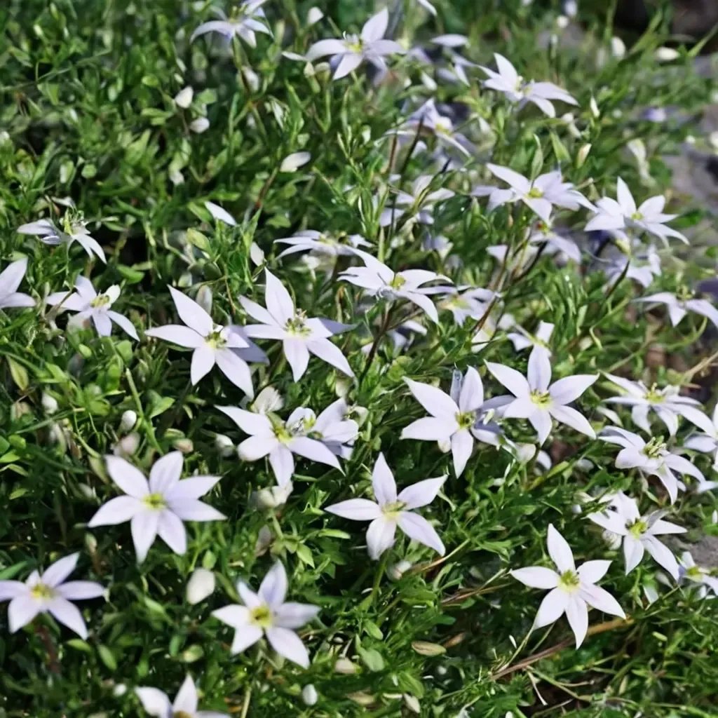 Isotoma axillaris 'White Star Creeper'