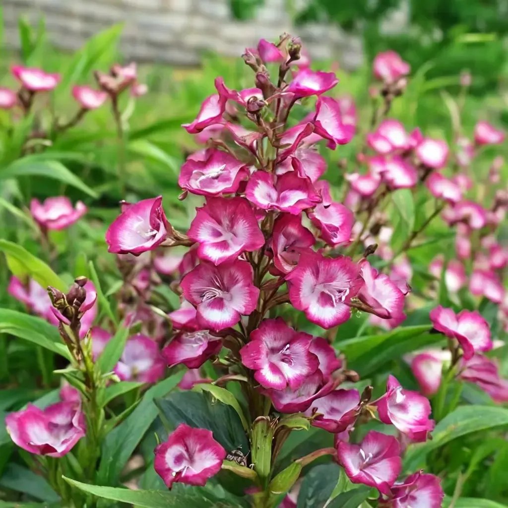Penstemon digitalis 'George Home'