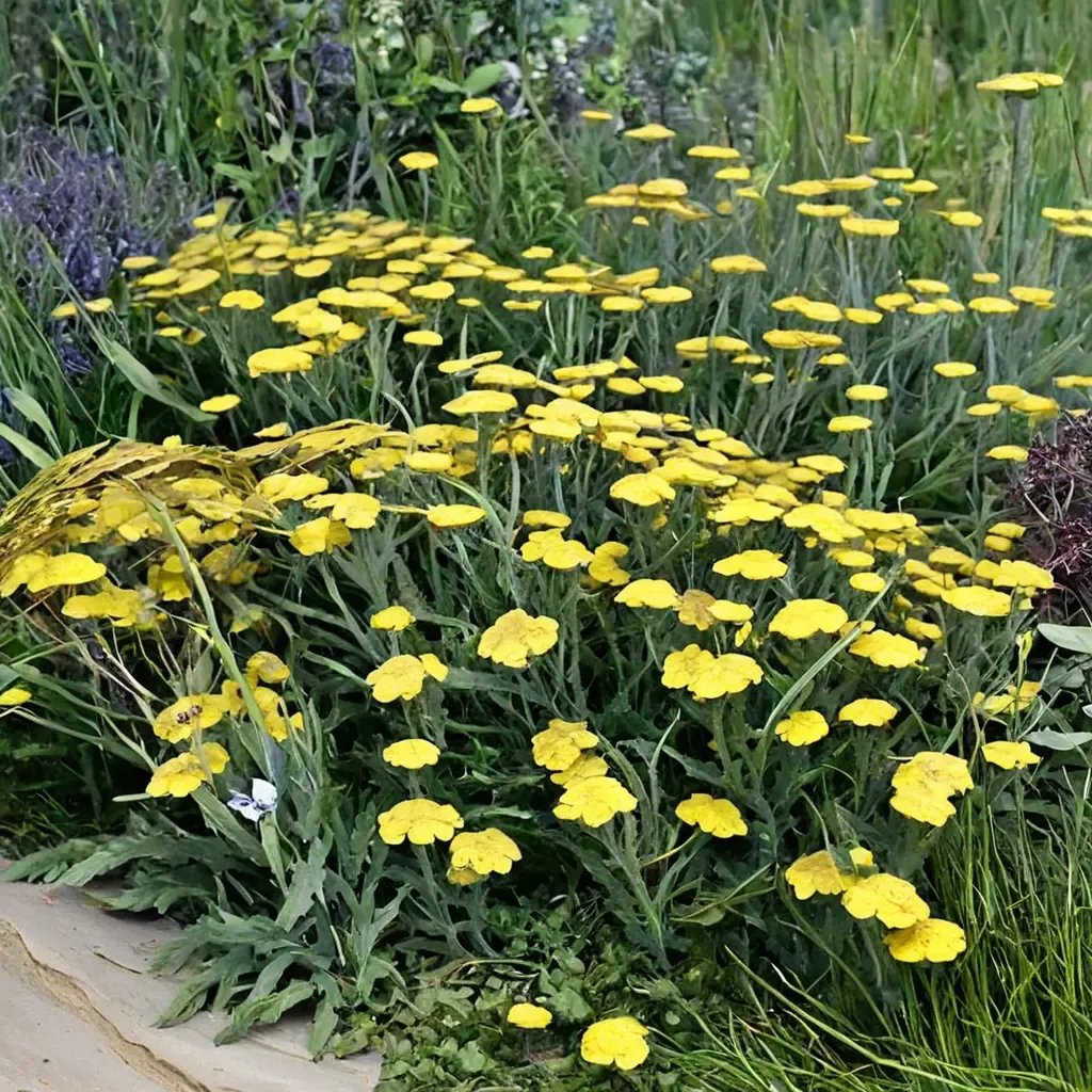 Achillea millefolium 'Moonshine'