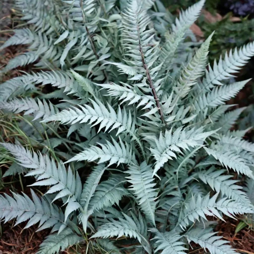 Lady Fern