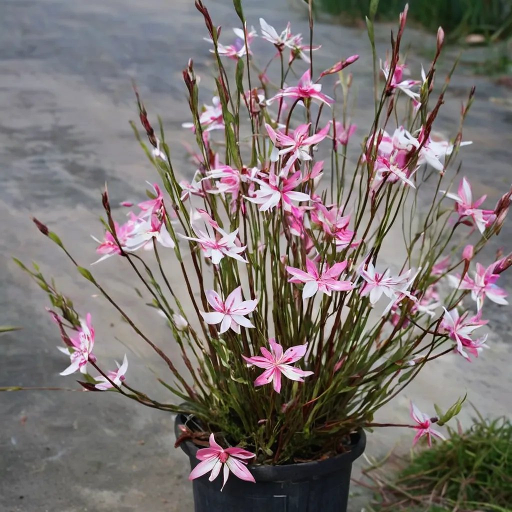 Gaura lindheimeri 'Little Janie'