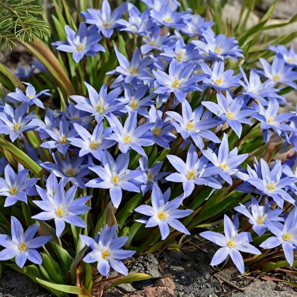 Chionodoxa luciliae