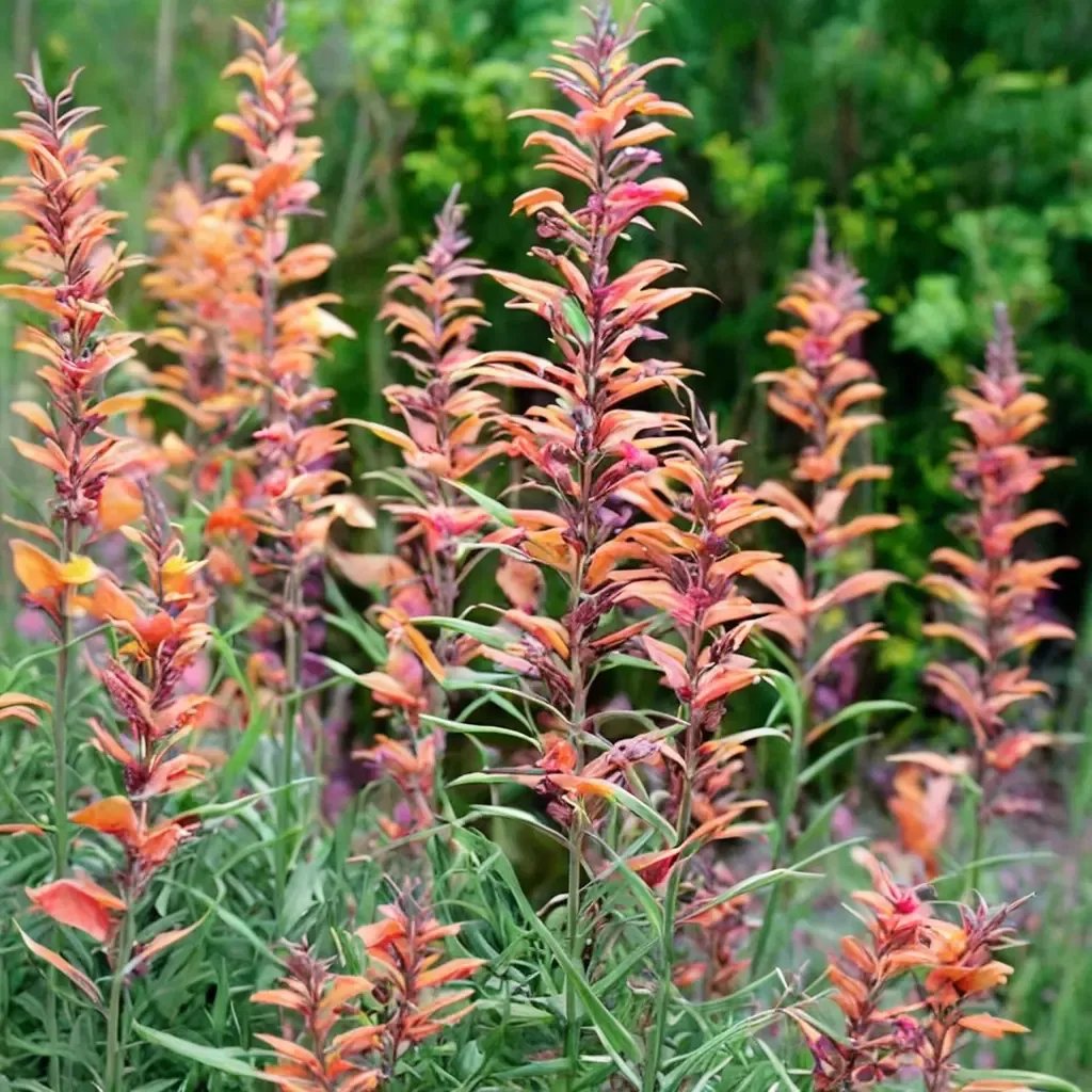 Agastache mexicana 'Apache Sunset'