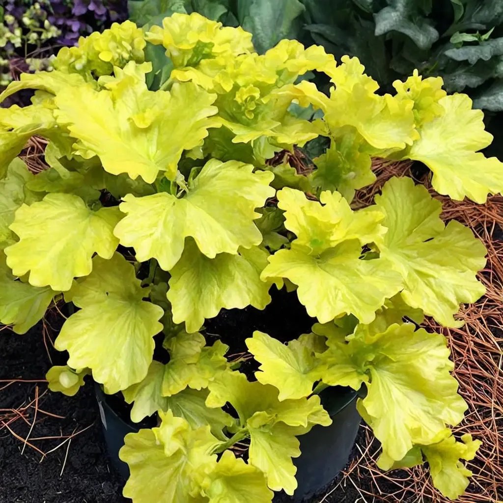 Heuchera villosa 'Lemon Supreme'