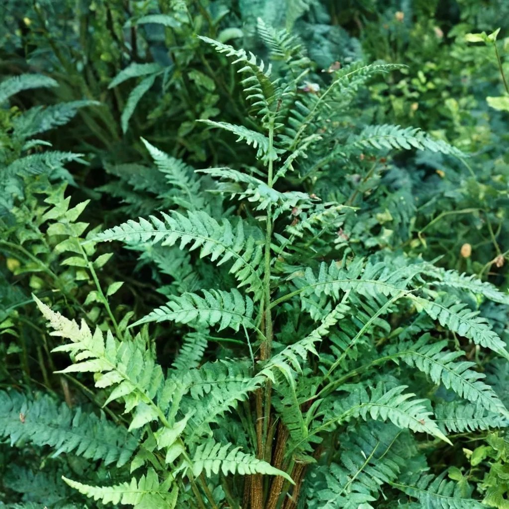 Dryopteris x complexa 'Stableri Crisped'