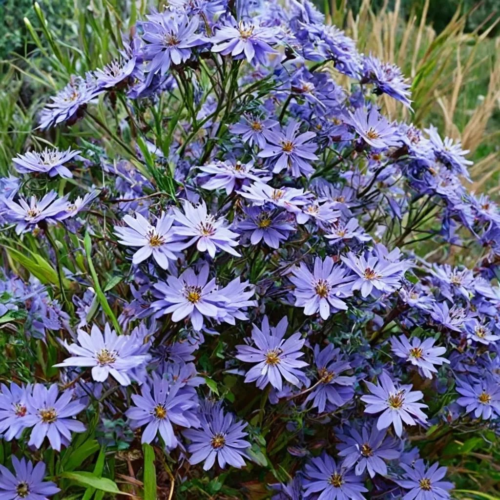 Aster cordifolius 'Little Carlow'