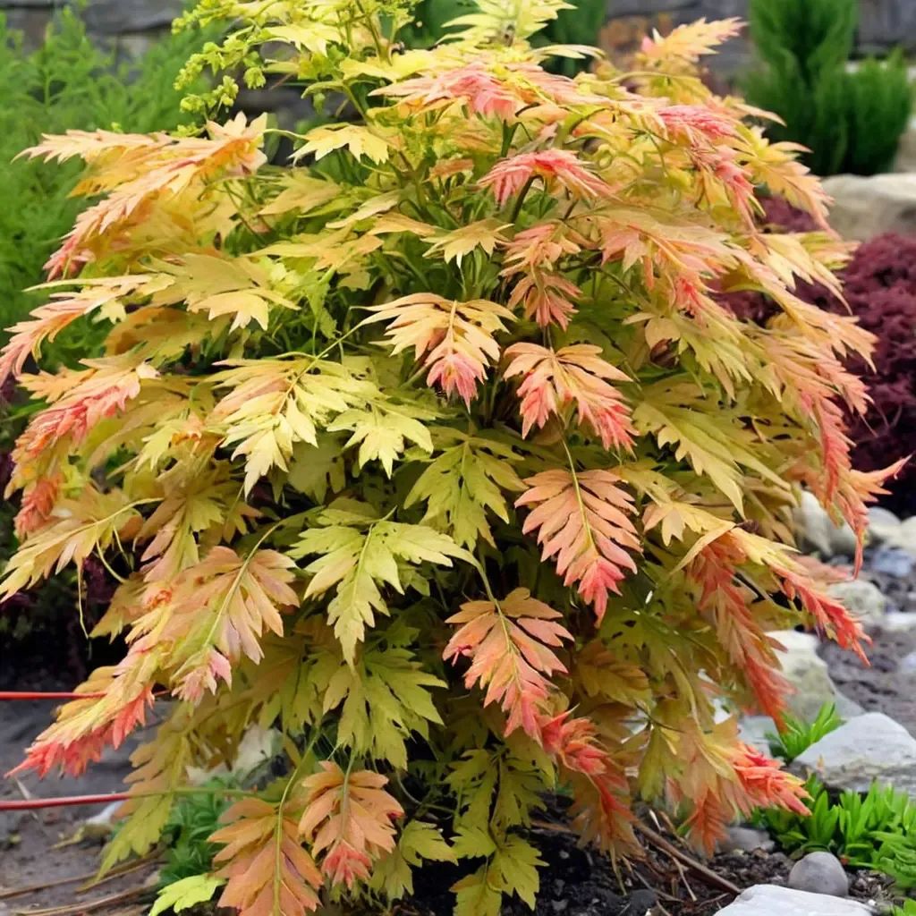 Acer palmatum 'Moonrise'