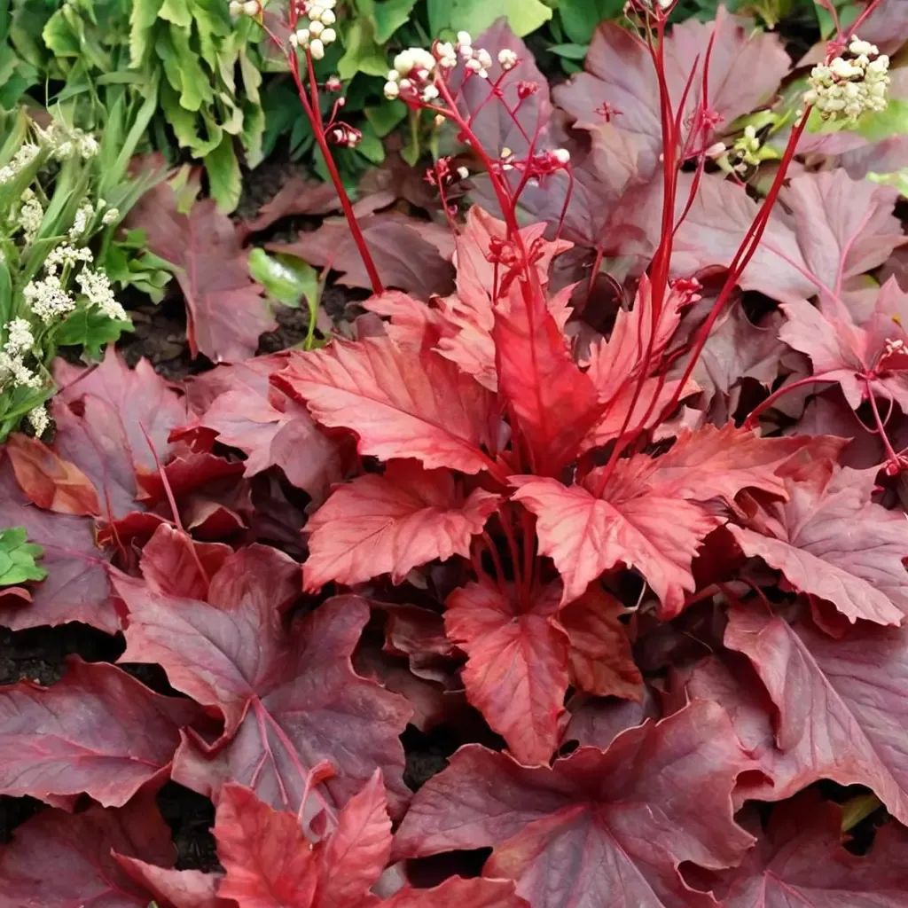 Heuchera sanguinea 'Fire Chief'