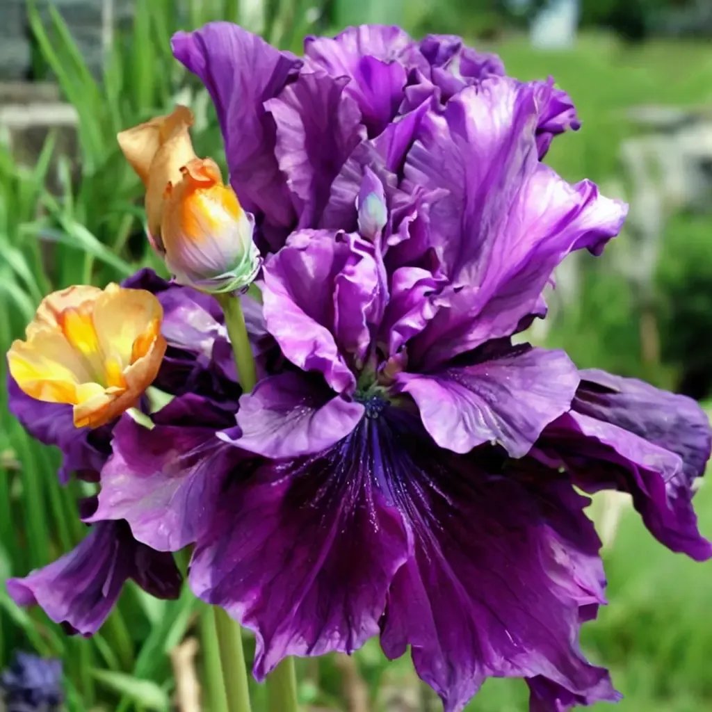 Iris x germanica 'Purple Serenade'