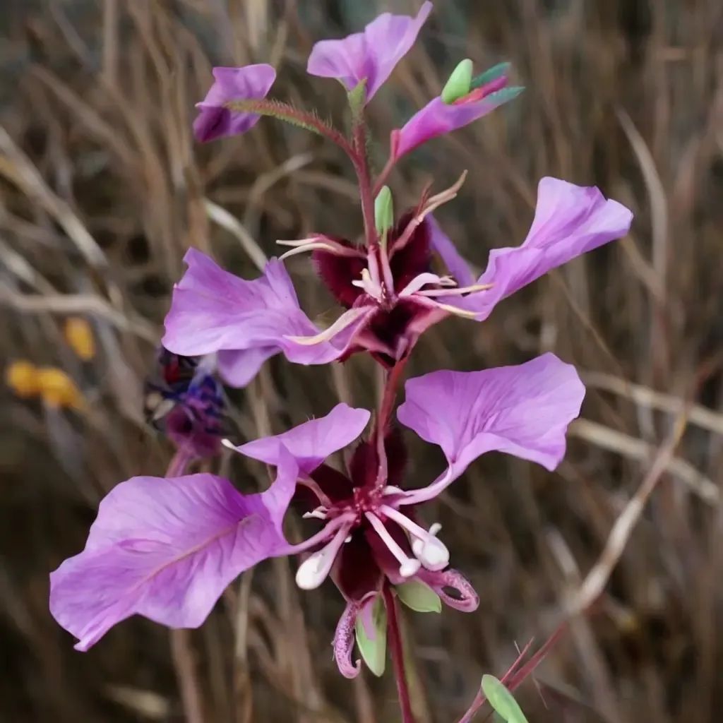 Clarkia unguiculata 'Woodland Clarkia'