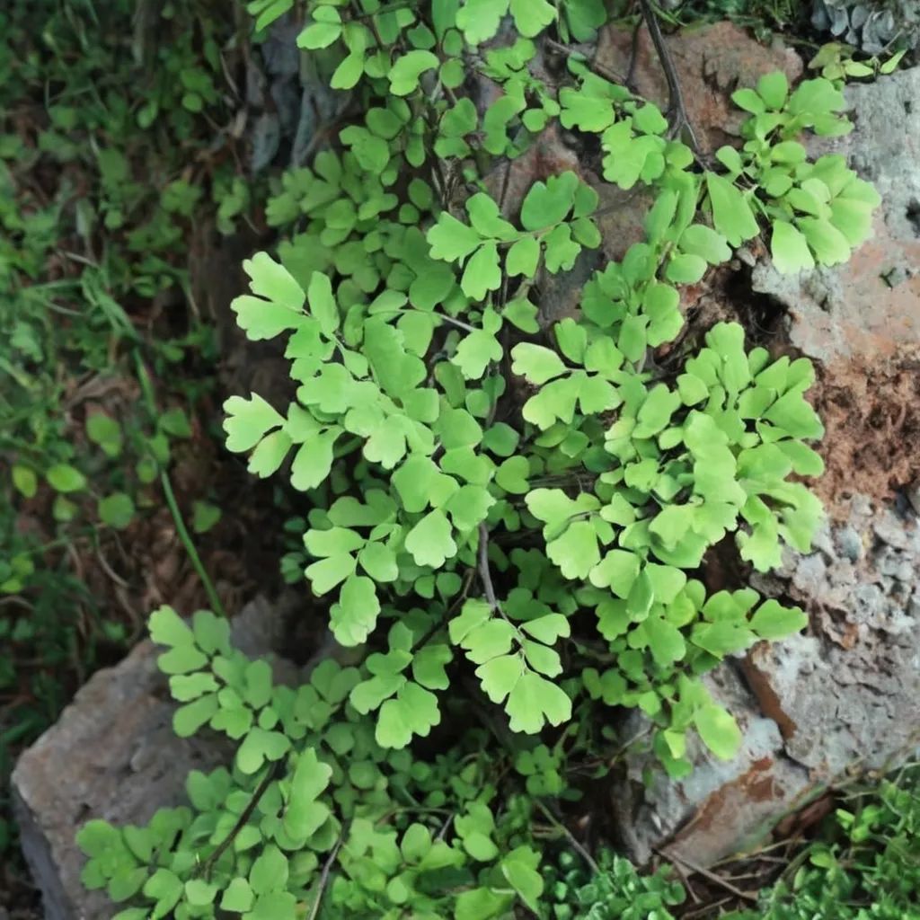 Adiantum capillus-veneris 'Sierra Chiquita'