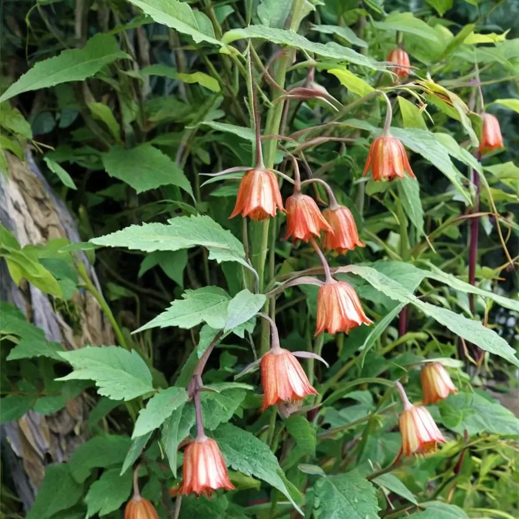 Canarina canariensis