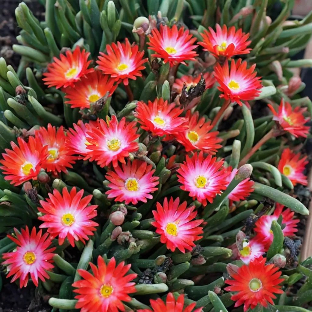 Delosperma x hybrida 'Jewel of Desert Grenade'