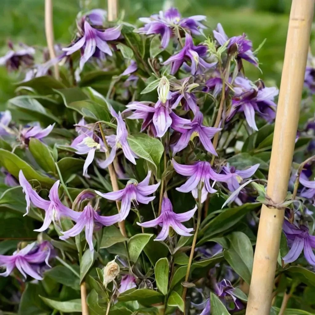 Clematis x hybrida 'Stand By Me Pink'