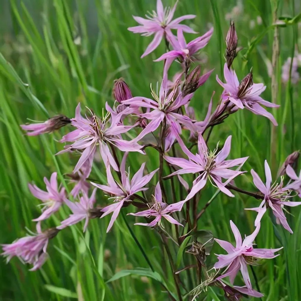 Lychnis flos-cuculi
