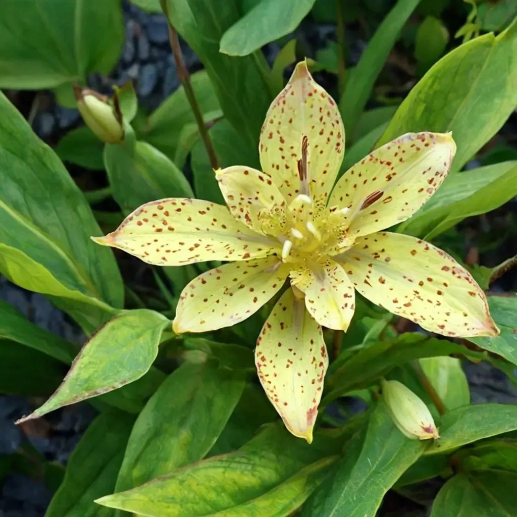 Tricyrtis flava
