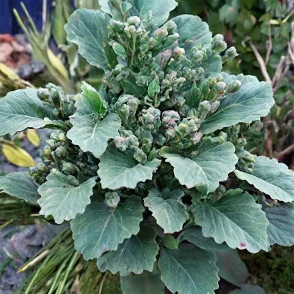 Brassica oleracea 'Richmond's Pride'