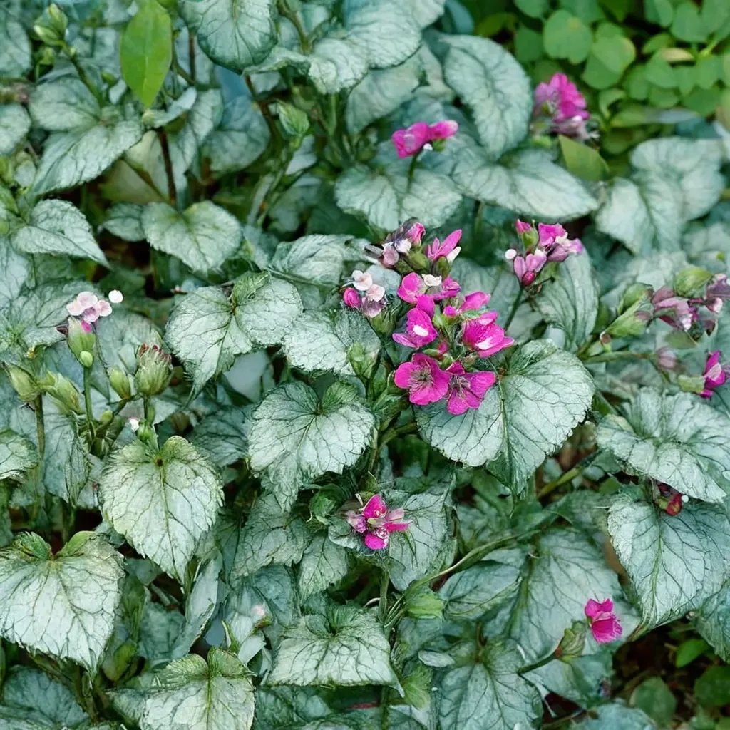 Lamium maculatum 'Beacon Silver'
