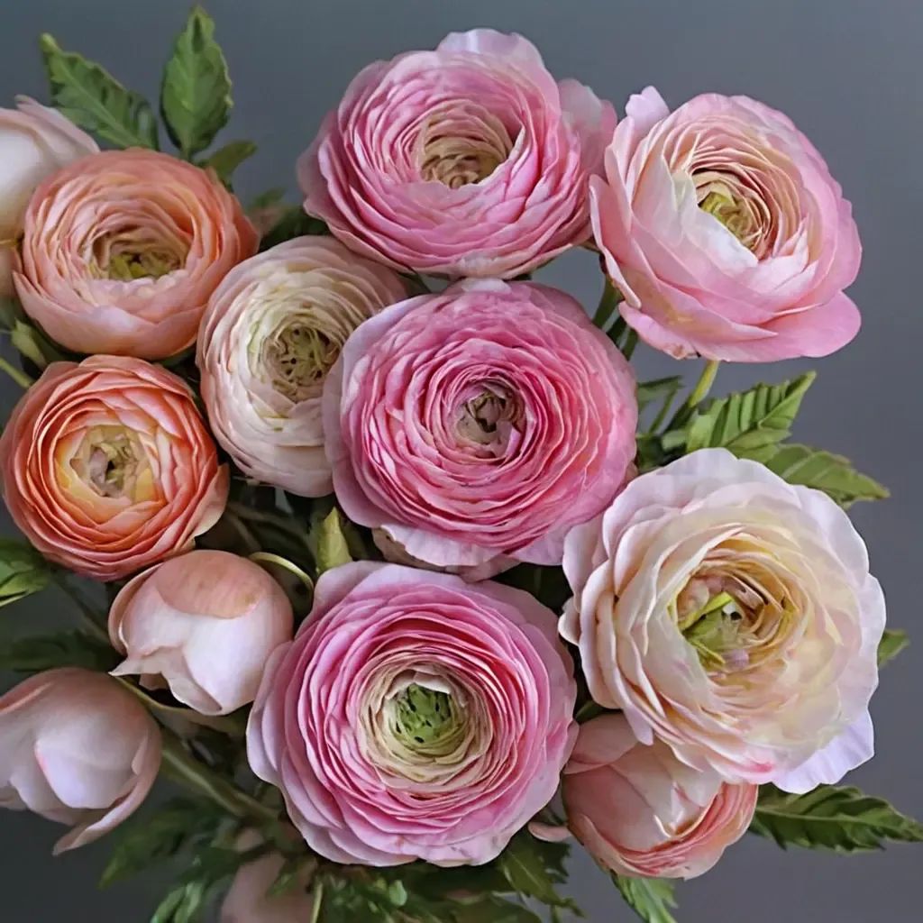 Ranunculus asiaticus 'Amandine Pastel Pink'