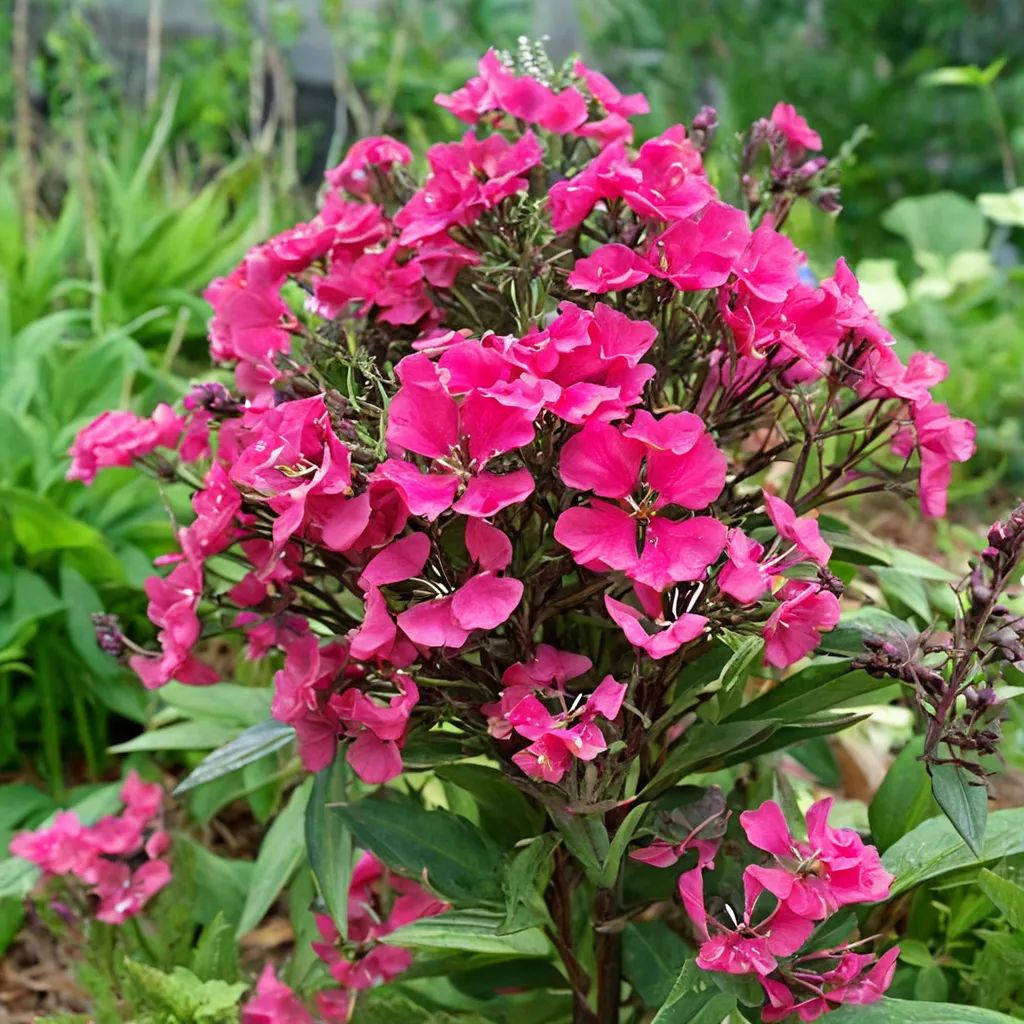 Phlox paniculata 'Starfire'