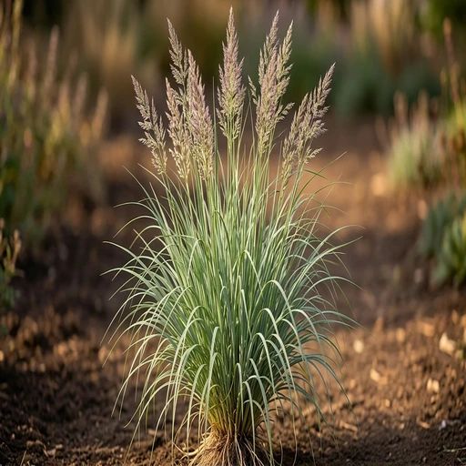 Calamagrostis canadensis