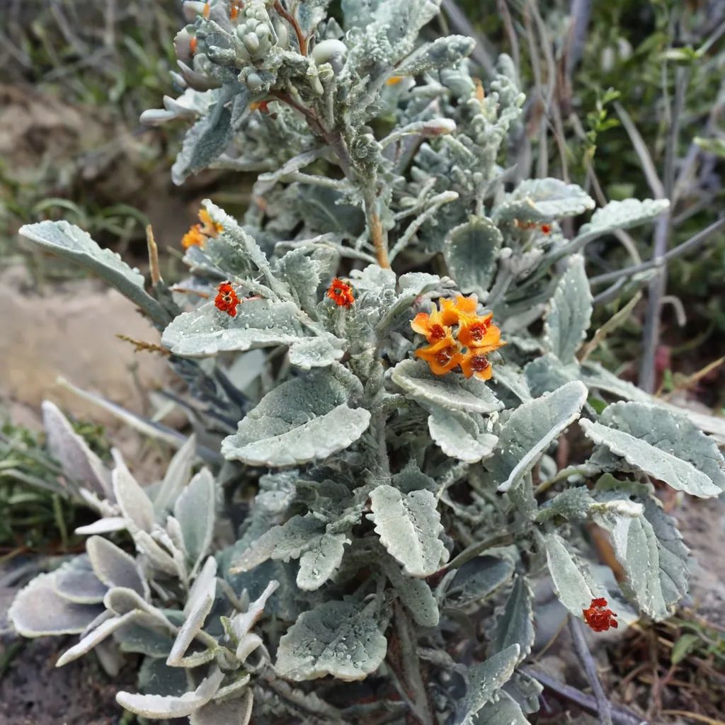 Buddleia marrubiifolia 'Presidio'