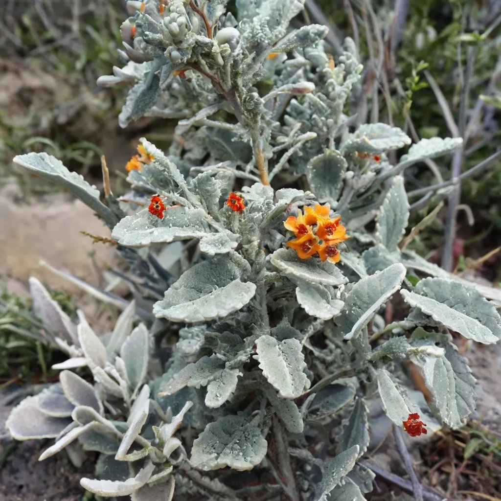 Buddleja marrubiifolia 'Presidio'