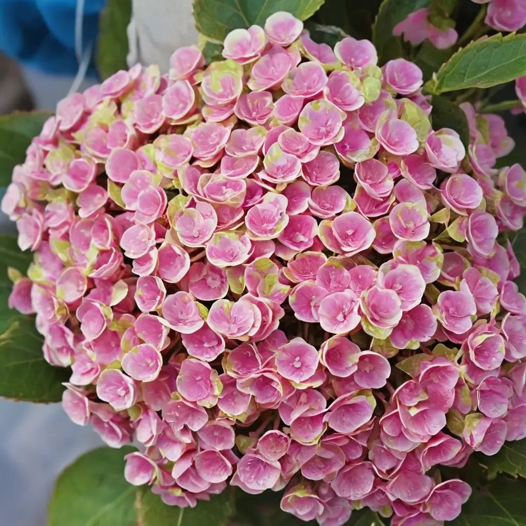 Hydrangea macrophylla 'Magical Amazone'
