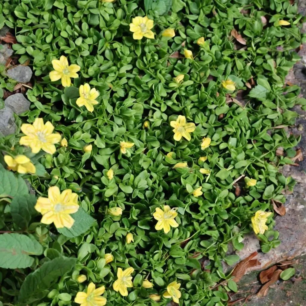 Lysimachia japonica 'Minutissima'