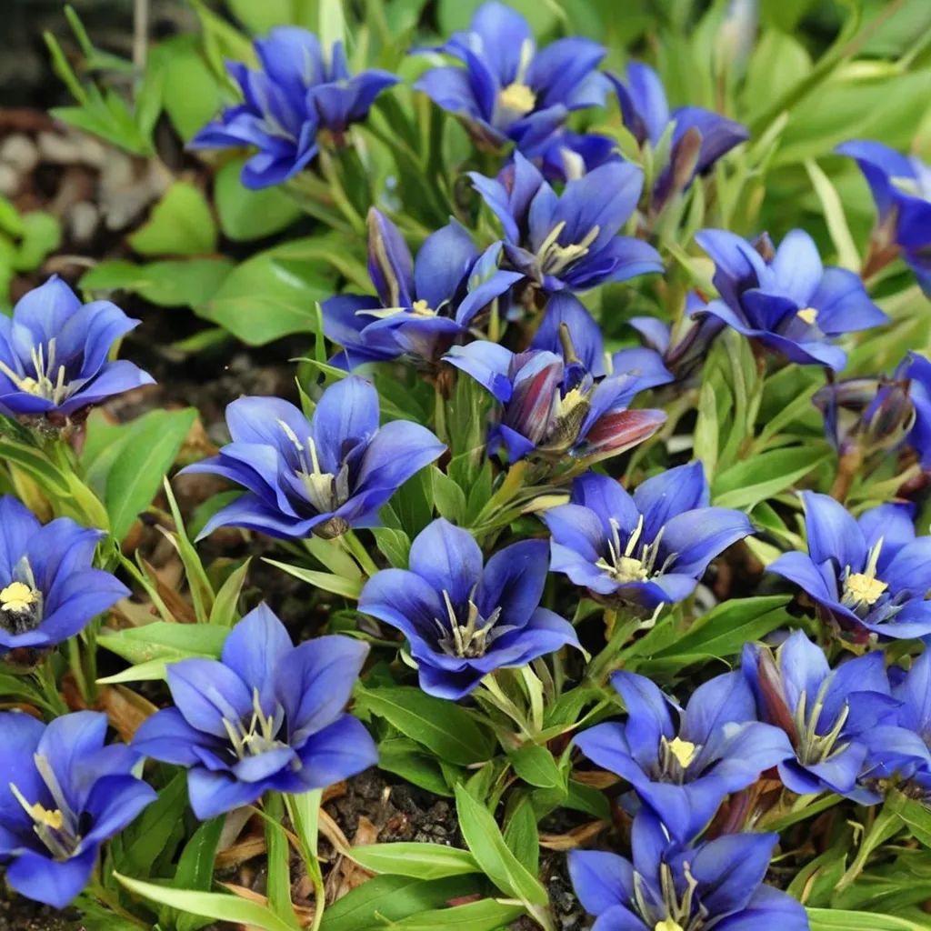 Gentiana scabra