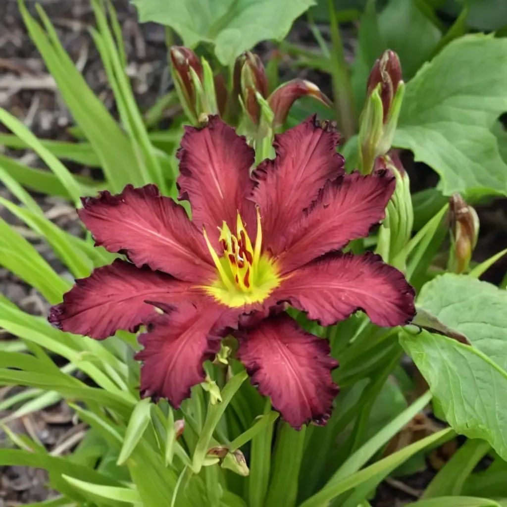 Hemerocallis x hybrida 'Pardon Me'