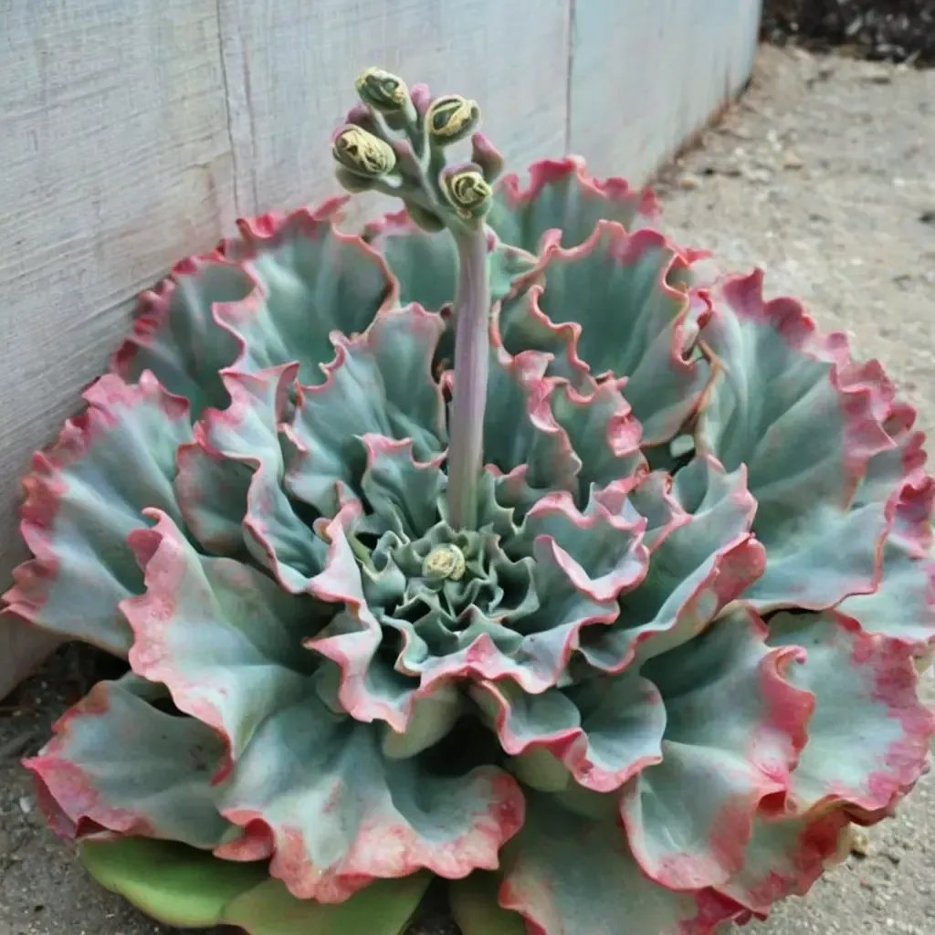 Echeveria gibbiflora 'Lady Aquarius'