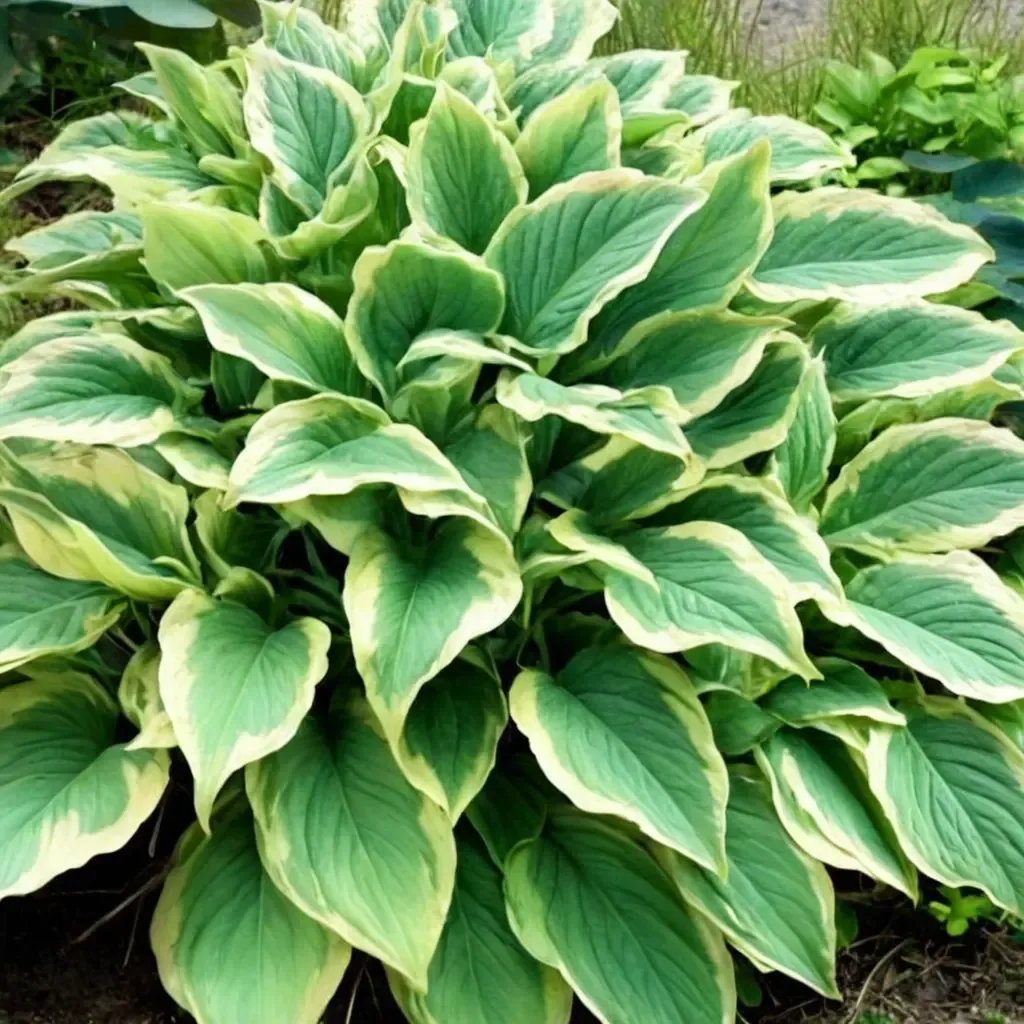 Hosta plantaginea 'Fragrant Dream'
