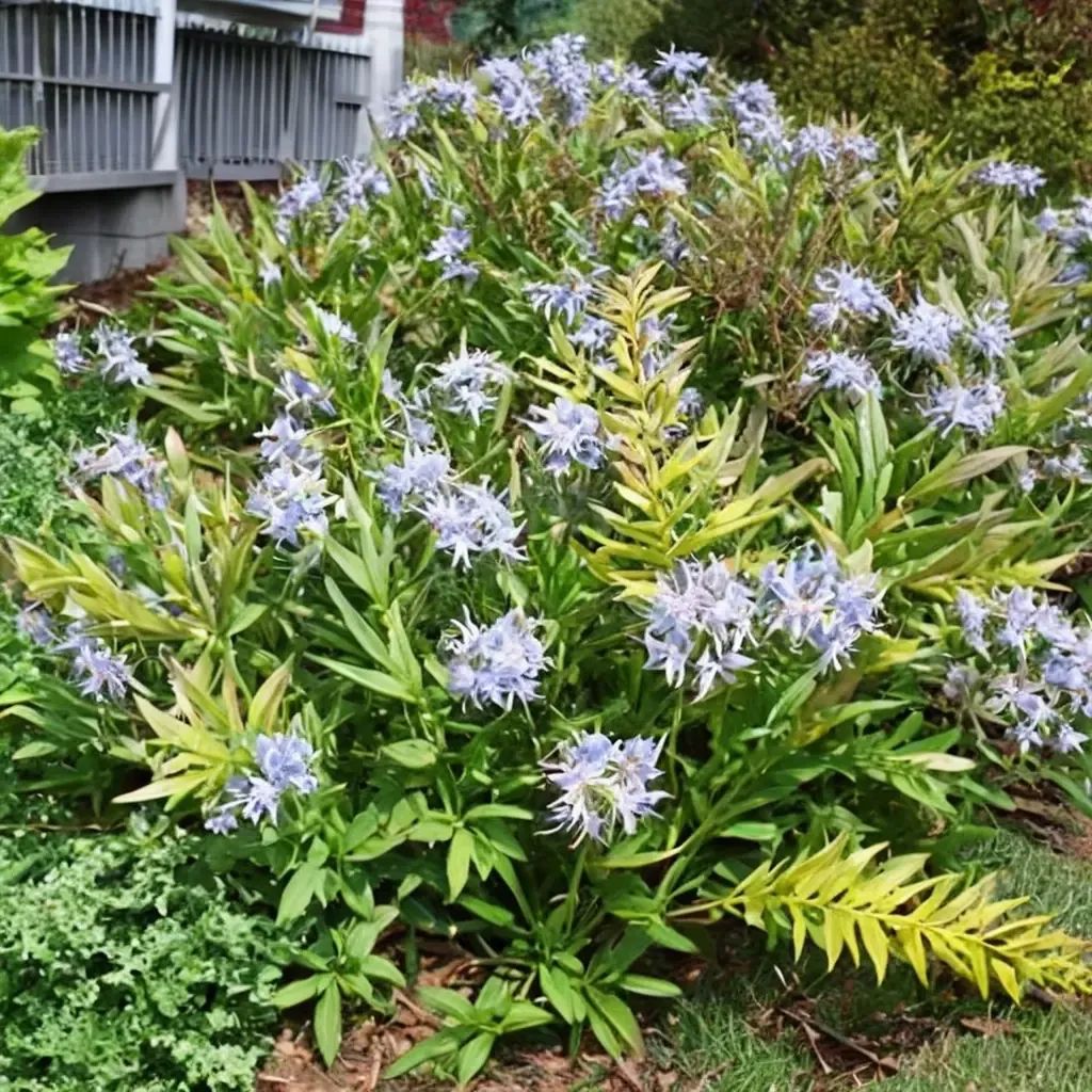 Amsonia tabernaemontana 'Willowleaf Blue Star'