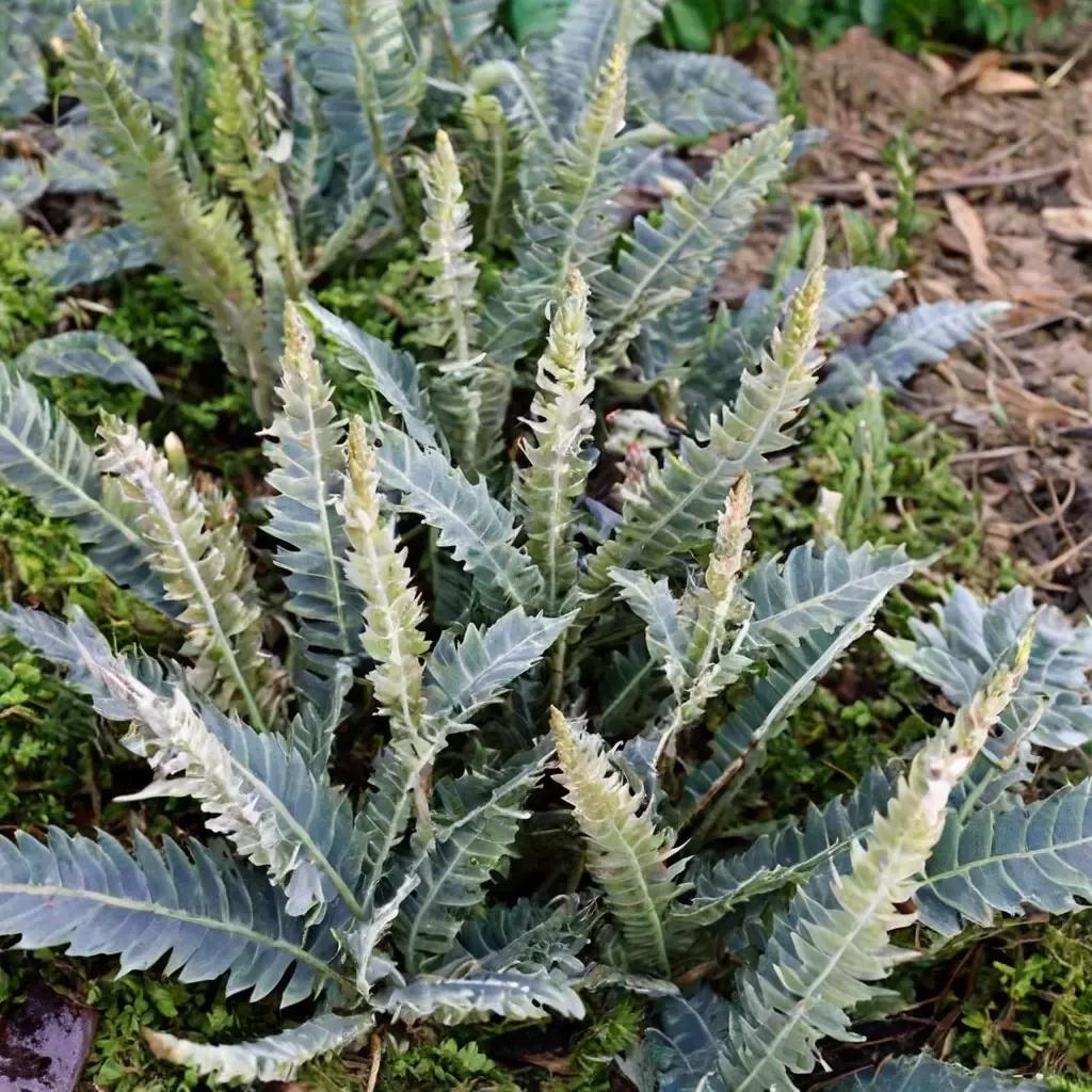 Resurrection Fern