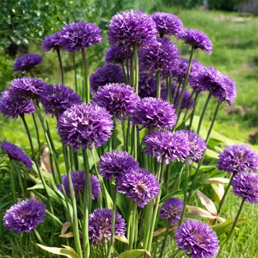 Allium x hollandicum