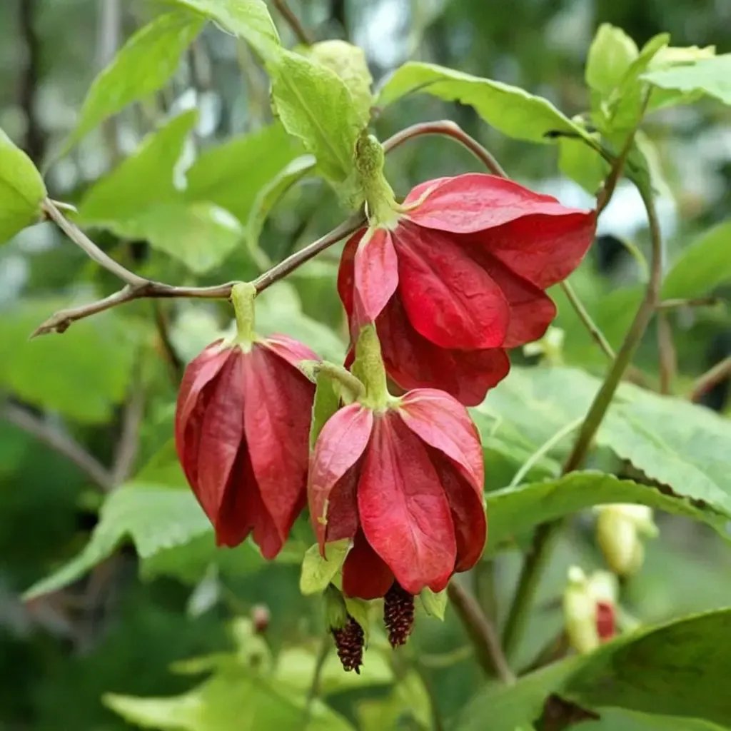 Abutilon megapotamicum 'Voodoo'