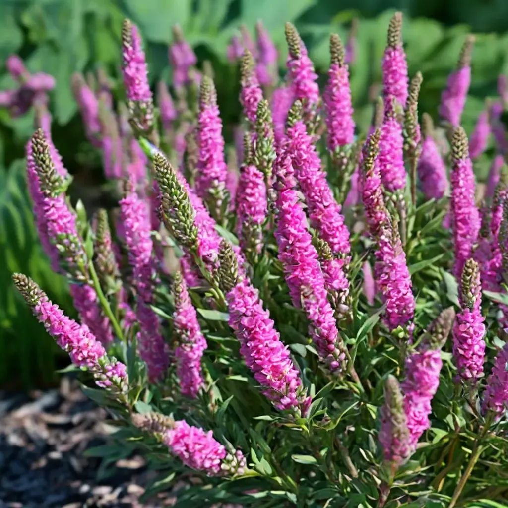 Veronica spicata 'Aspire'