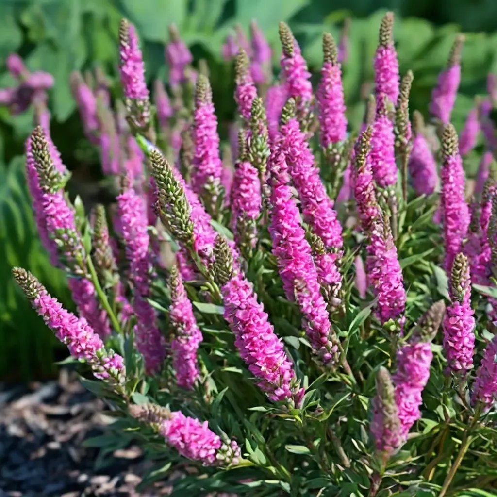 Veronica spicata 'Aspire'