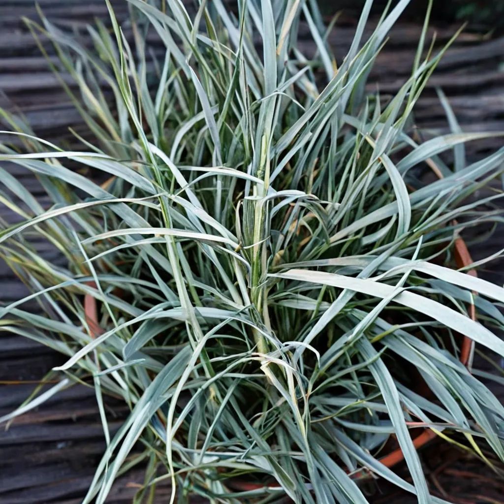 Ophiopogon japonicus 'Comet'