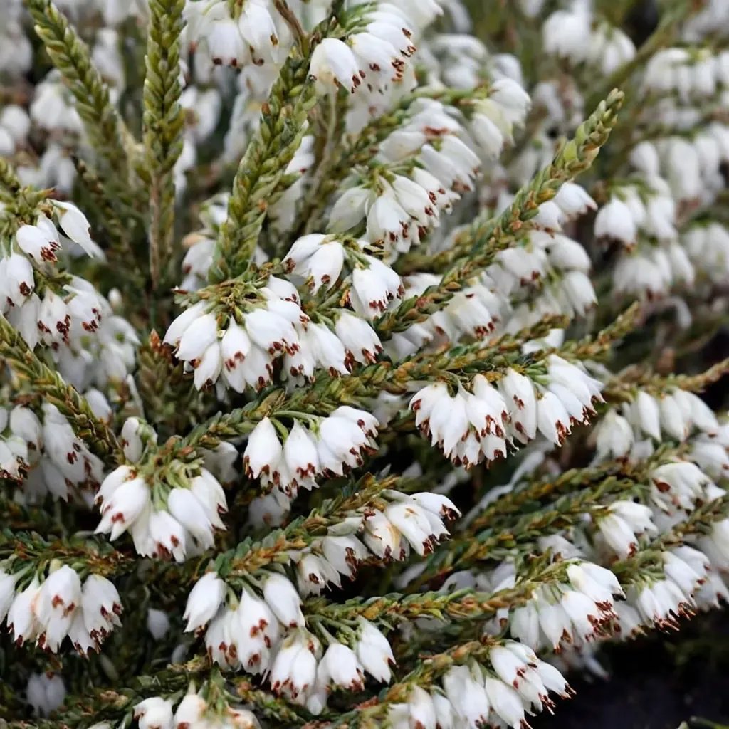 Erica x hybrida 'Alba'