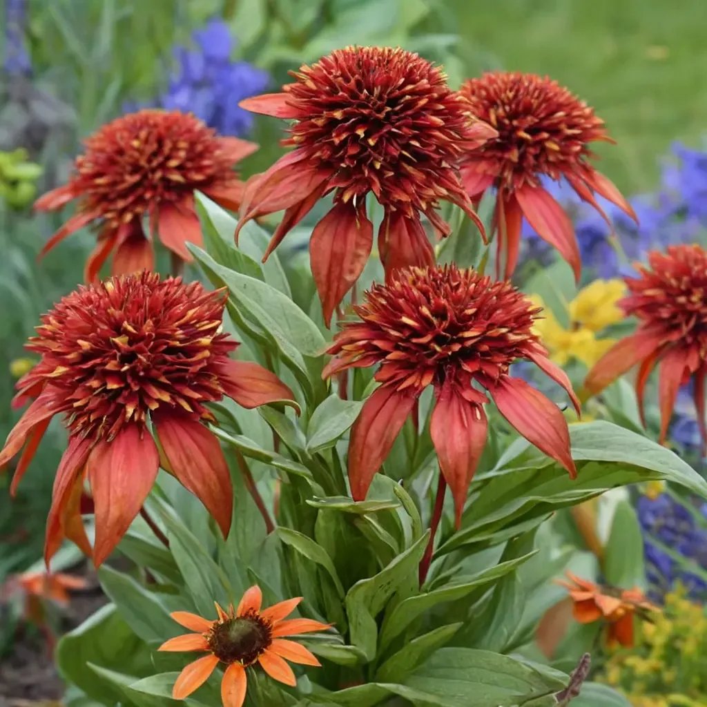 Echinacea purpurea 'Hot Papaya'