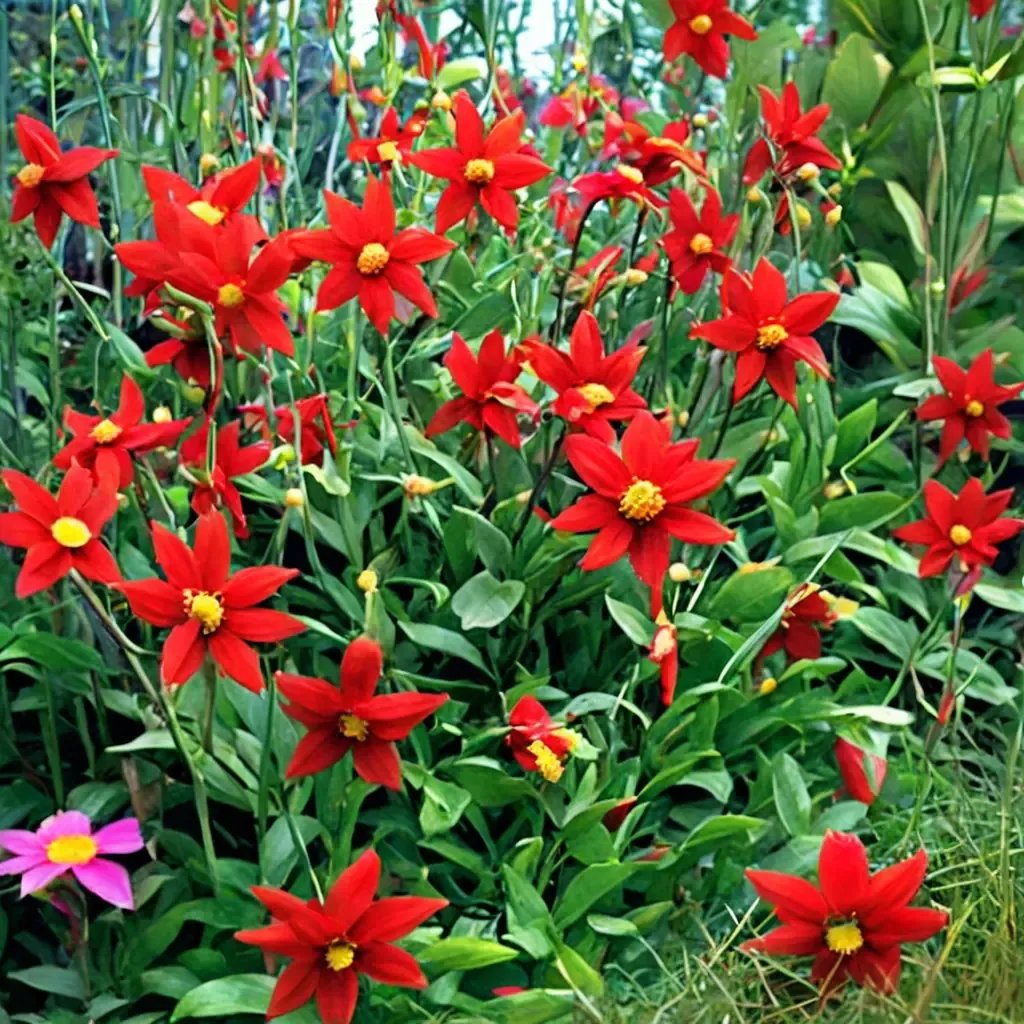 Dahlia coccinea 'True Wild Form'